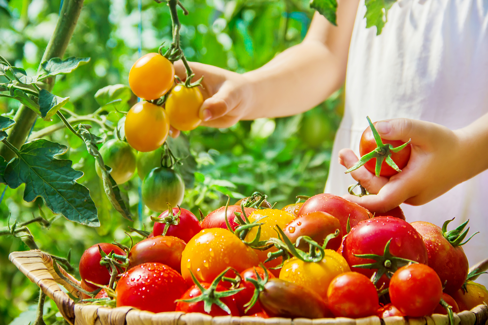 分类-饮食健康-冷眸生活