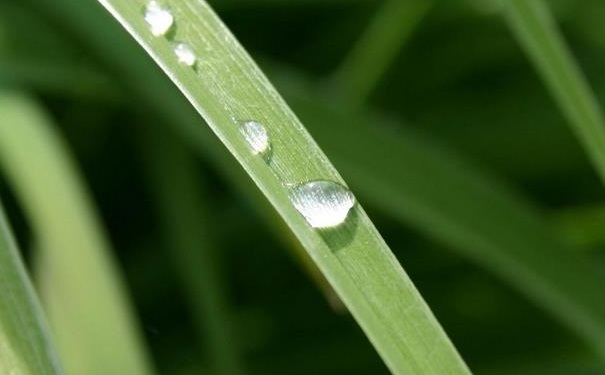 雨水节气怎么养生-冷眸生活