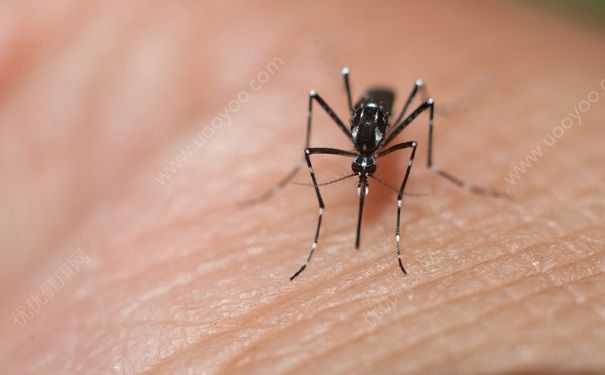 蚊子叮完人会死吗？蚊子为什么叮人吸血过程图片-冷眸生活