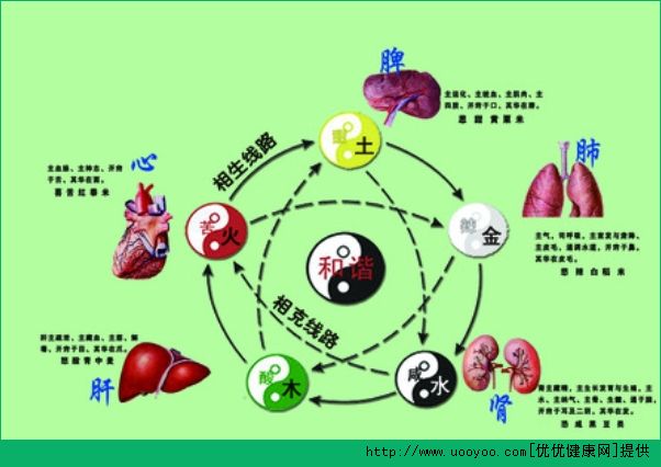 五脏六腑的功能是什么-冷眸生活