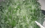 艾草驱蚊效果怎么样-冷眸生活