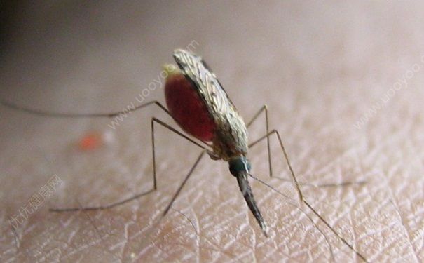 蚊子是怎么吸血的？蚊子吸血的过程-冷眸生活