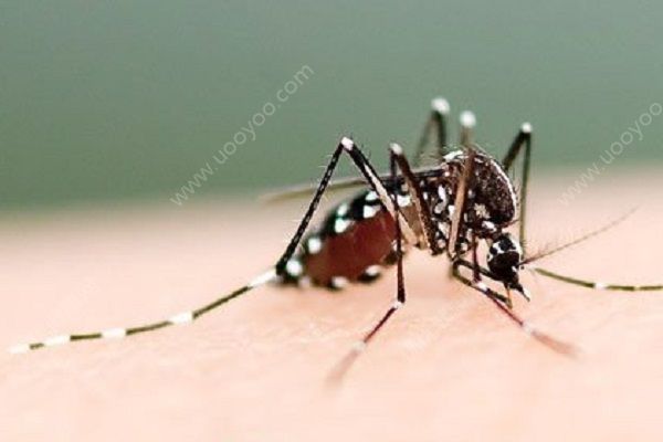 蚊子如何找到人-冷眸生活