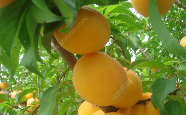采摘杏子注意事项有哪些(杏的功效与作用及禁忌，杏的功效与作用及禁忌)-冷眸生活
