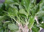 车前草去湿气有多厉害-冷眸生活