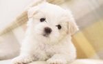 夏天养狗要注意什么?夏天养狗注意事项-冷眸生活