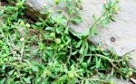 鹅不食草能泡水喝吗?鹅不食草的功效与作用-冷眸生活